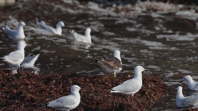Kelp Gull - ML632348538