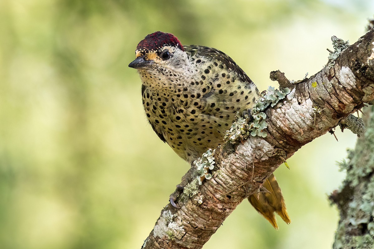 Green-backed Woodpecker (Spot-backed) - ML632348545