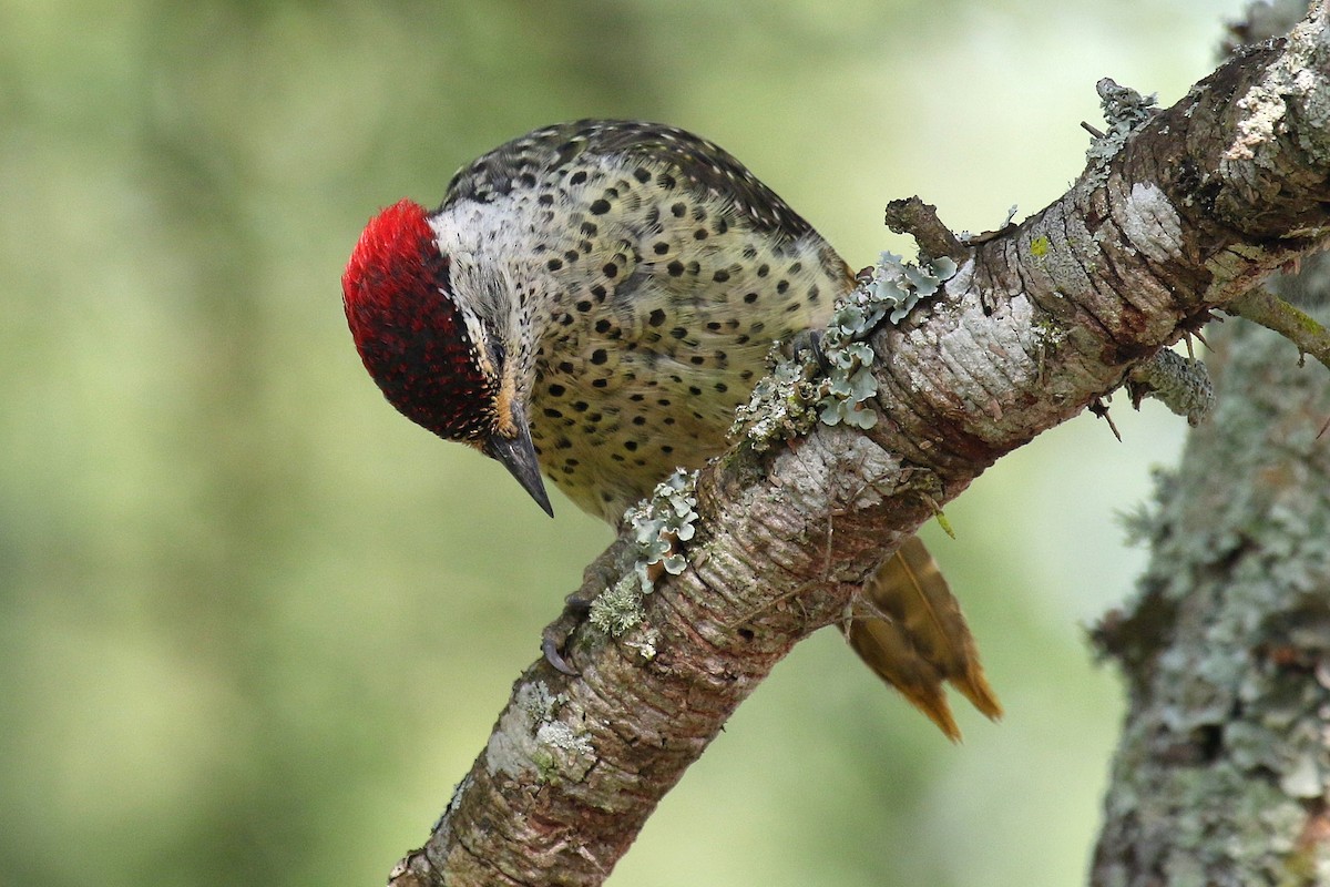 Green-backed Woodpecker (Spot-backed) - ML632348546