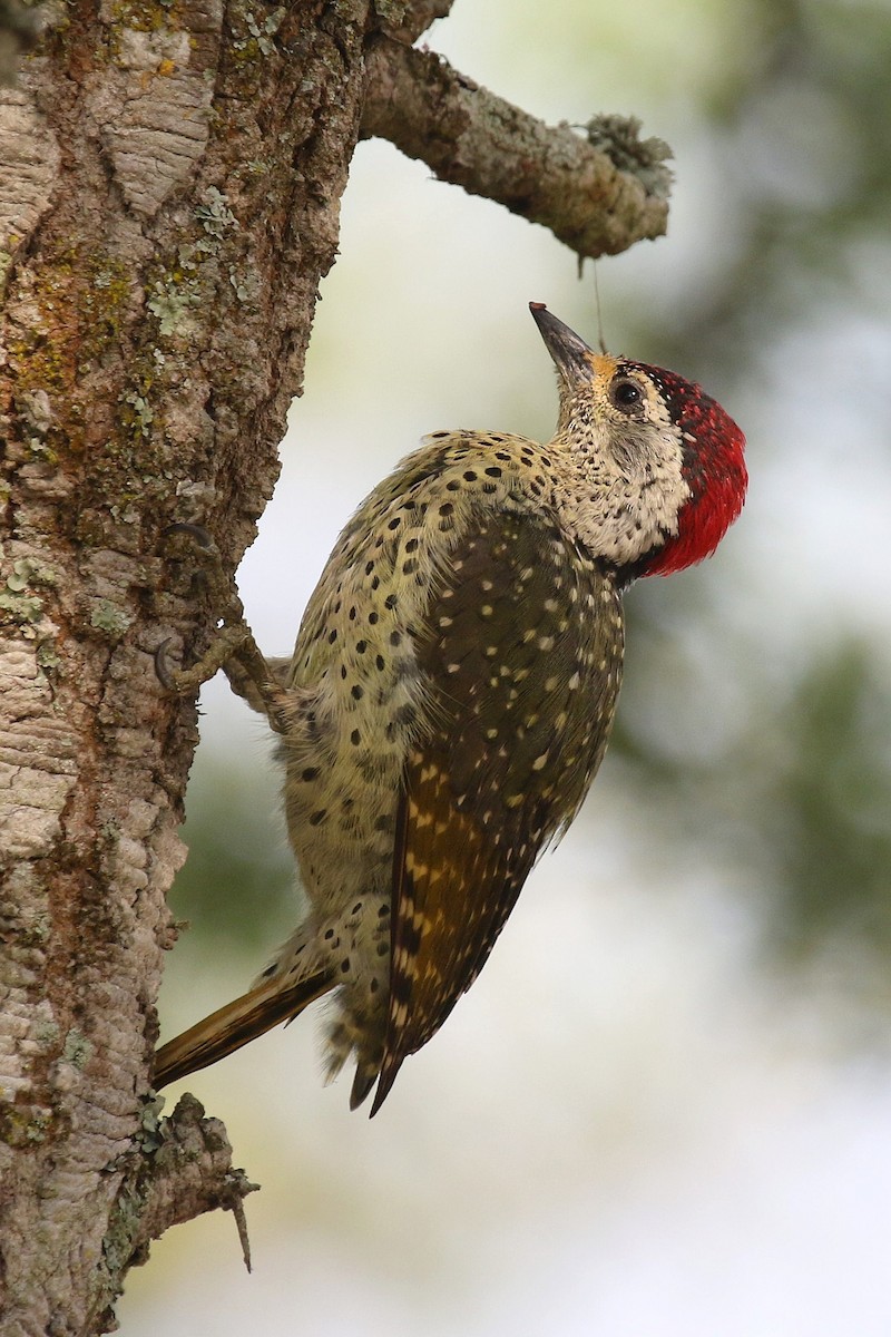 Green-backed Woodpecker (Spot-backed) - ML632348547