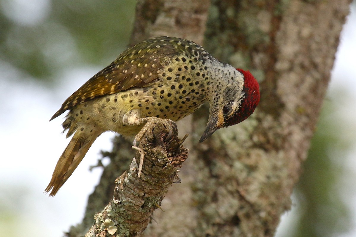 Green-backed Woodpecker (Spot-backed) - ML632348548