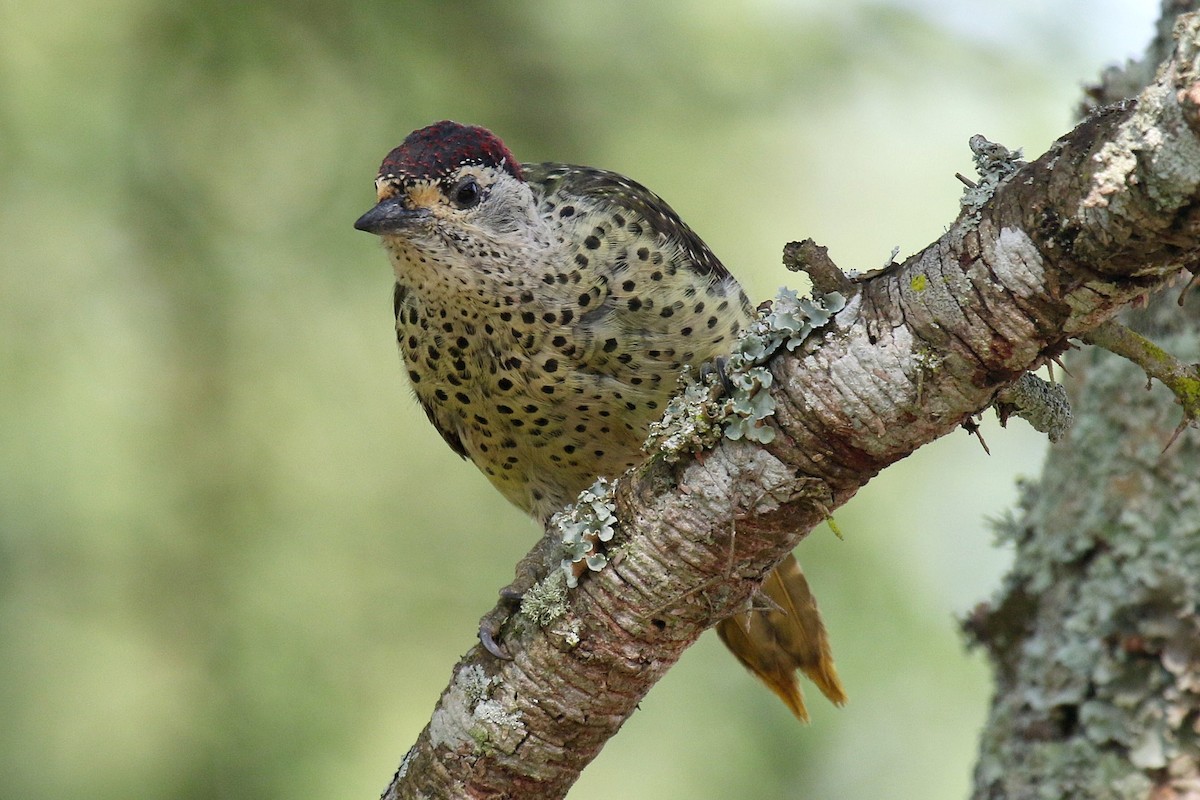 Green-backed Woodpecker (Spot-backed) - ML632348549