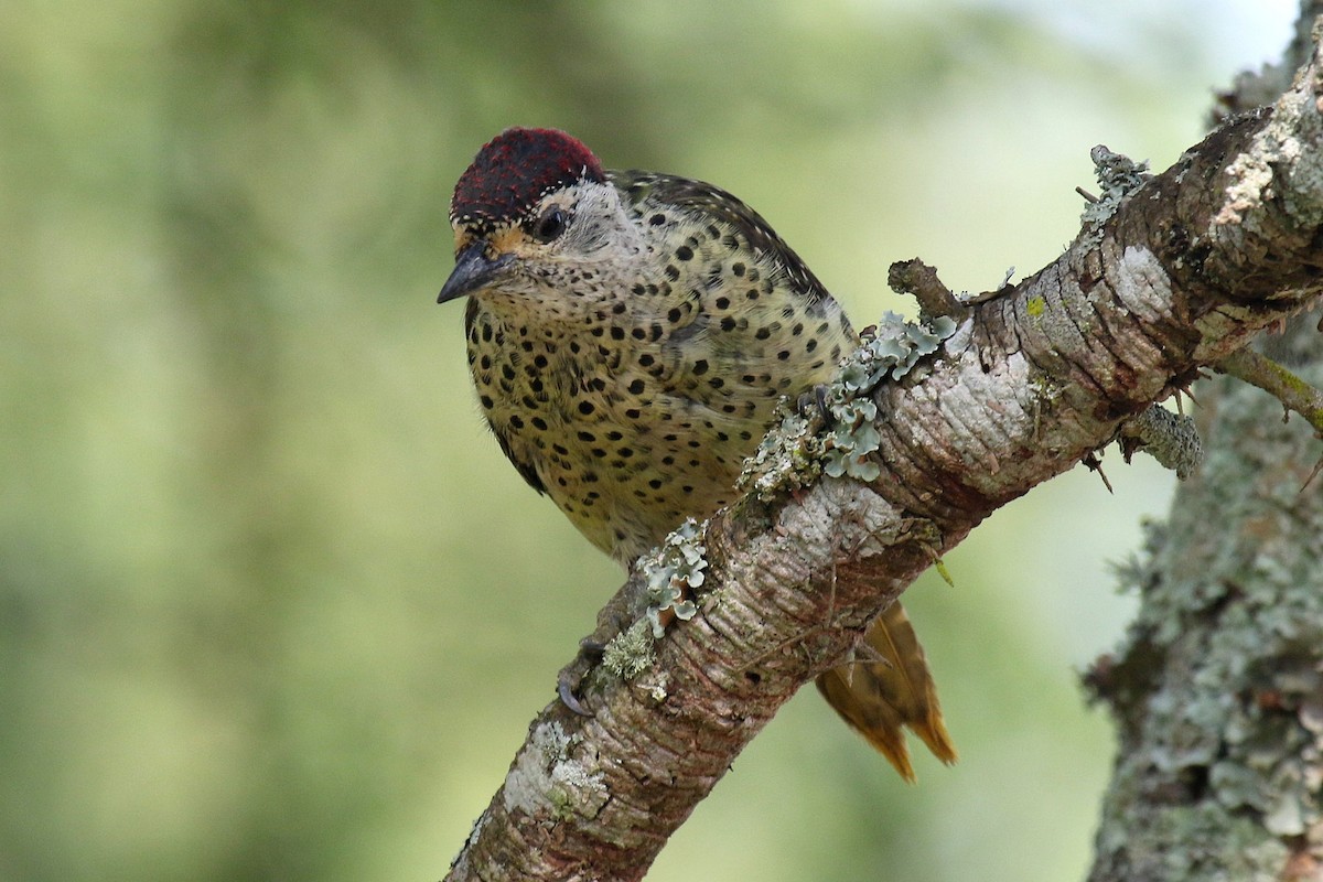 Green-backed Woodpecker (Spot-backed) - ML632348550