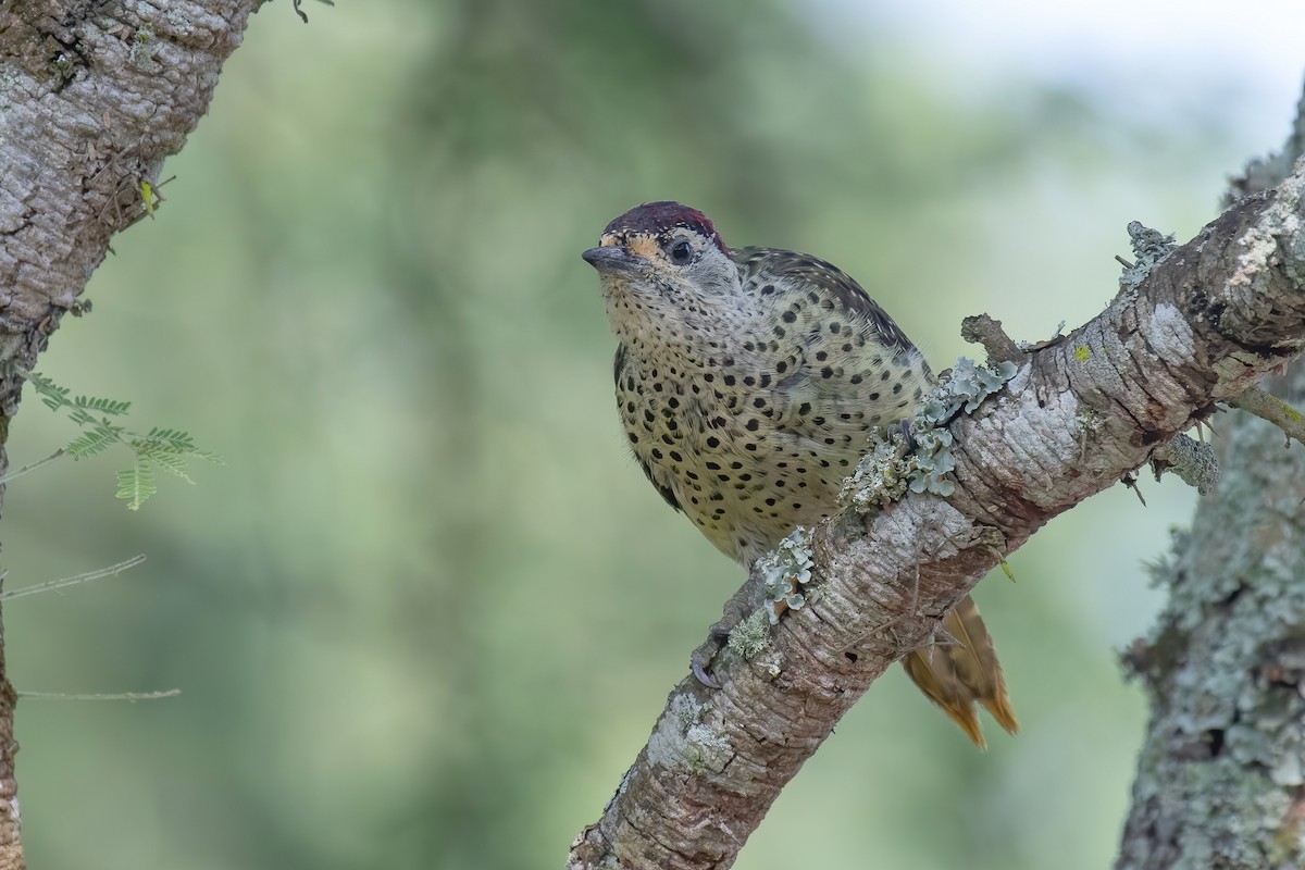 Green-backed Woodpecker (Spot-backed) - ML632348551