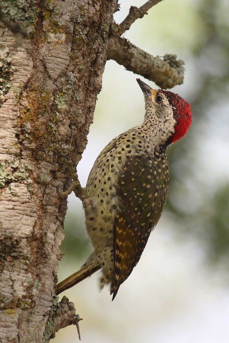 Green-backed Woodpecker (Spot-backed) - ML632348552