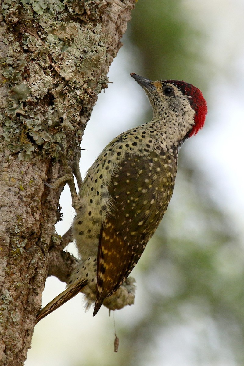 Green-backed Woodpecker (Spot-backed) - ML632348553