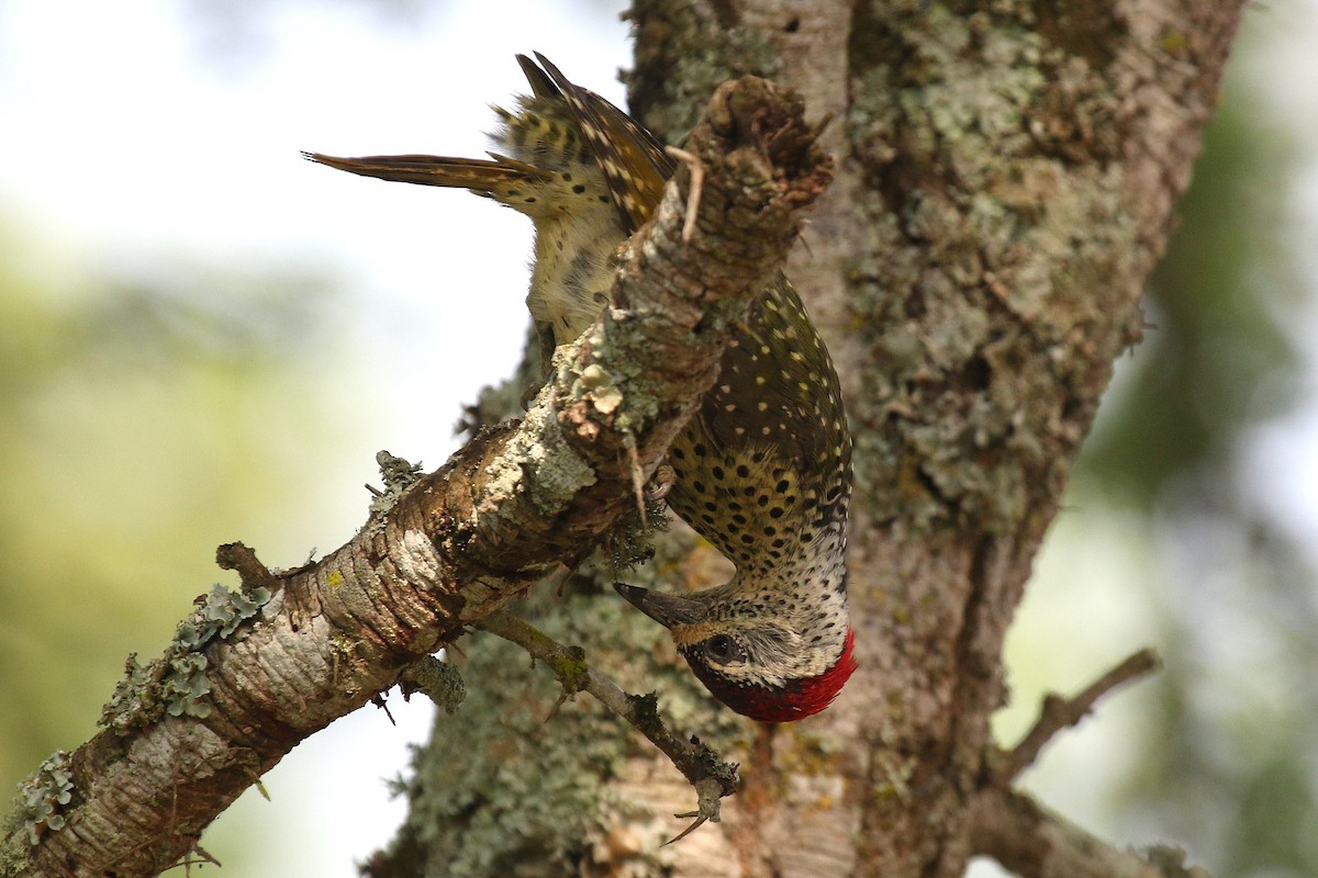 Green-backed Woodpecker (Spot-backed) - ML632348554