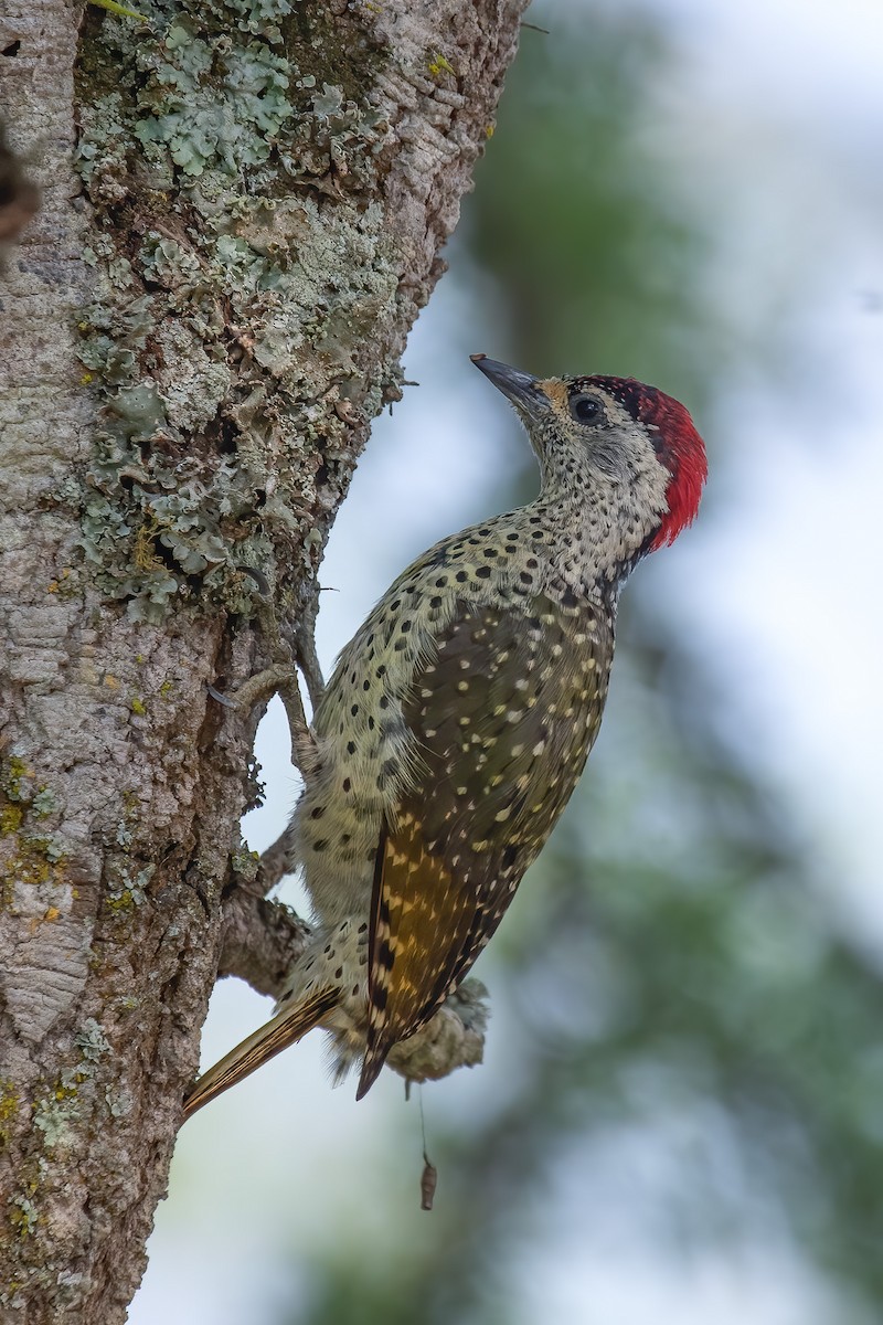 Green-backed Woodpecker (Spot-backed) - ML632348555