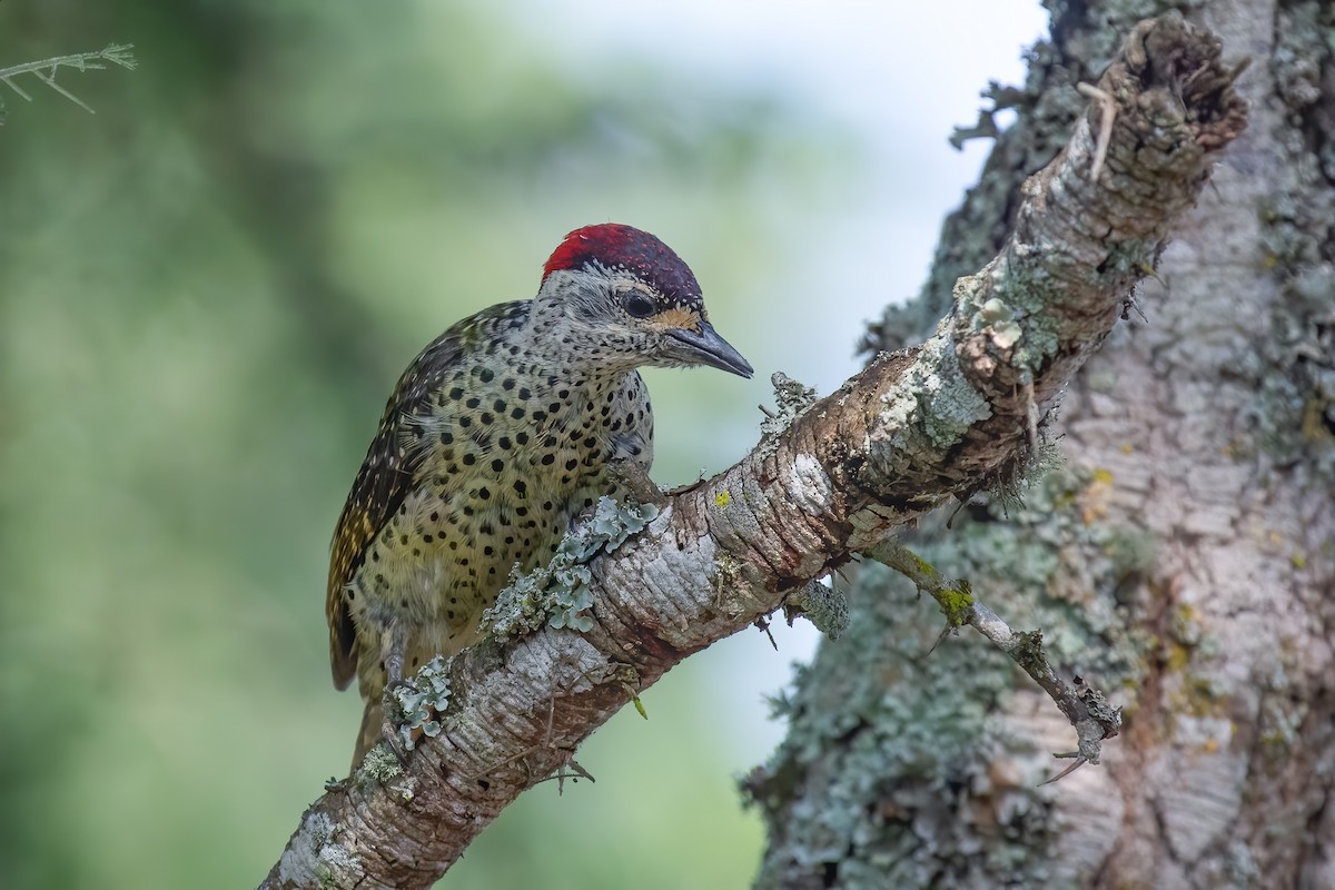 Green-backed Woodpecker (Spot-backed) - ML632348556