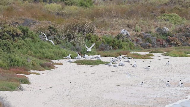 Great Crested Tern - ML632348627