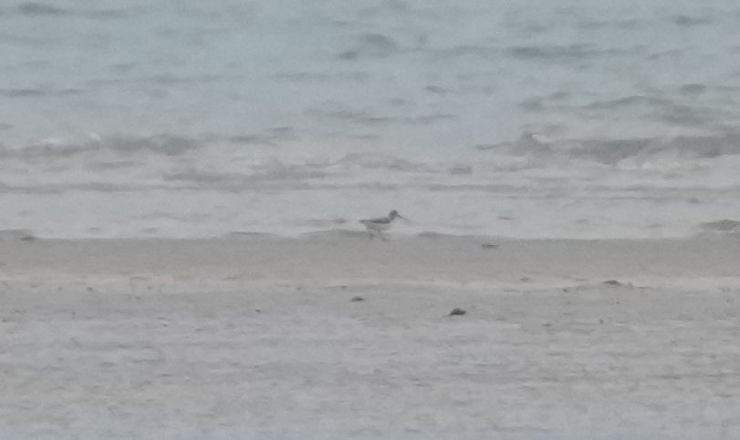 Terek Sandpiper - ML632348633