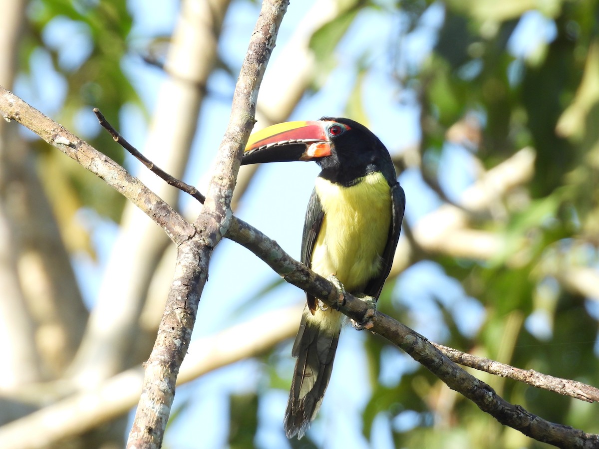 Green Aracari - ML632348650