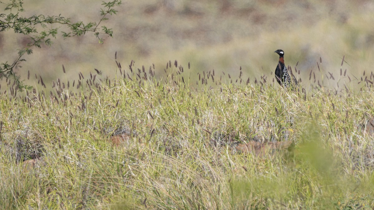 Black Francolin (Eastern) - ML632348659
