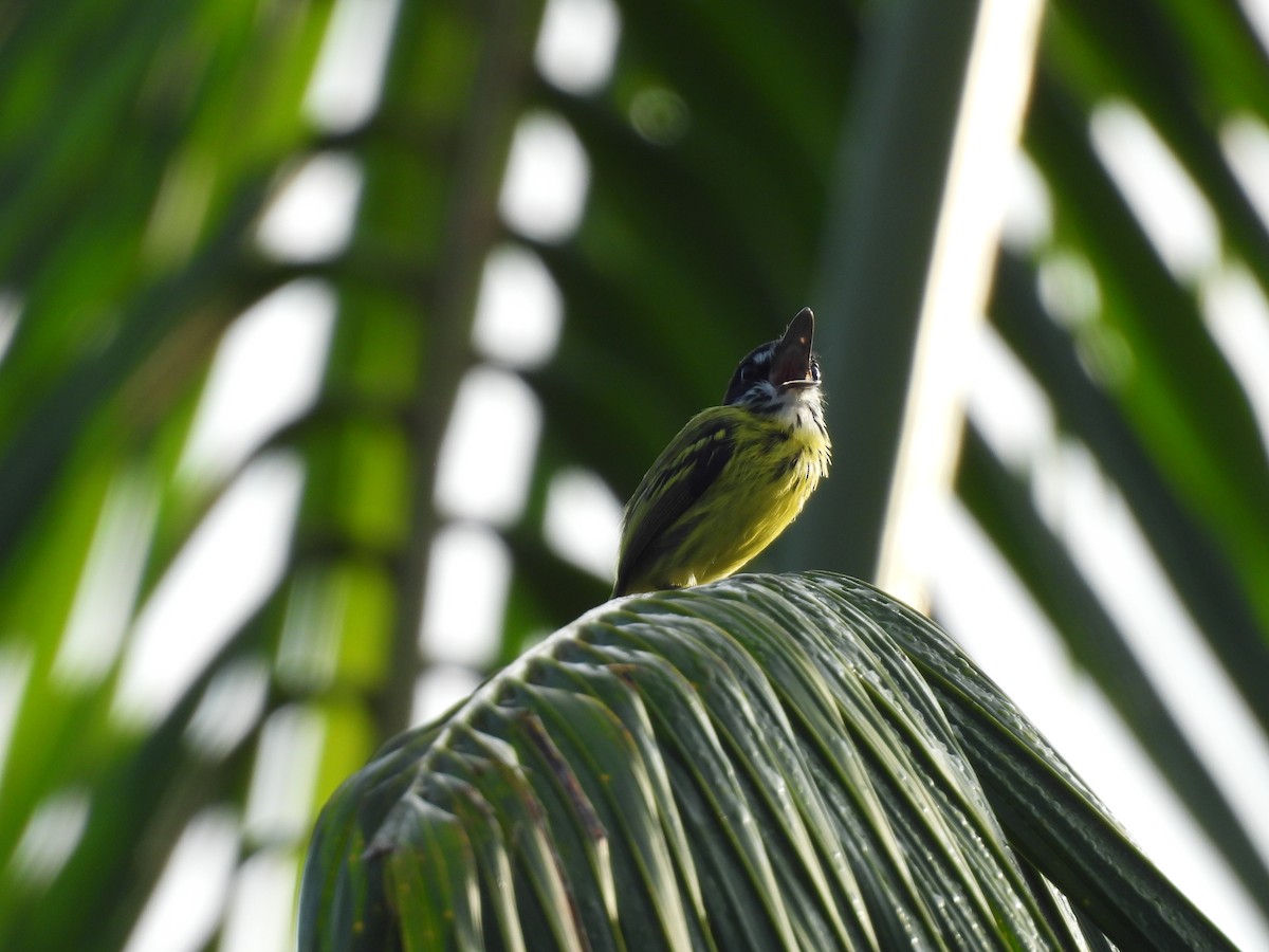 Painted Tody-Flycatcher - ML632348695