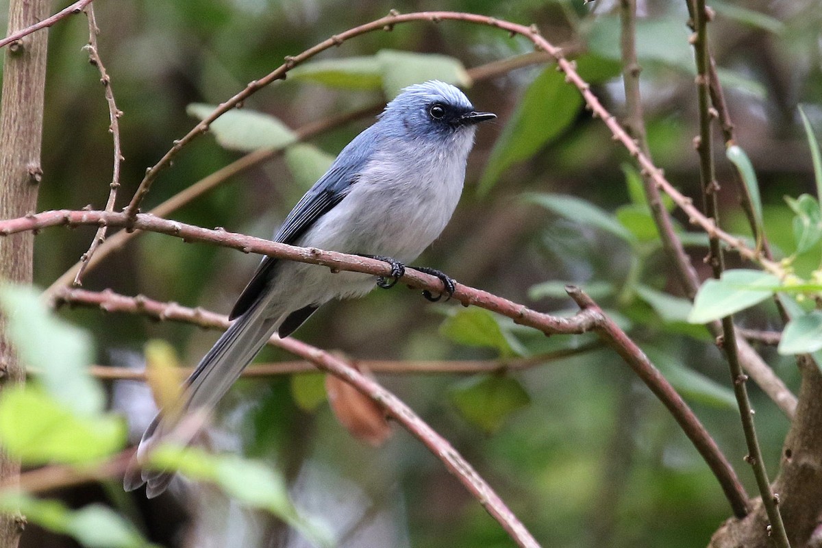 White-tailed Blue Flycatcher - ML632348701