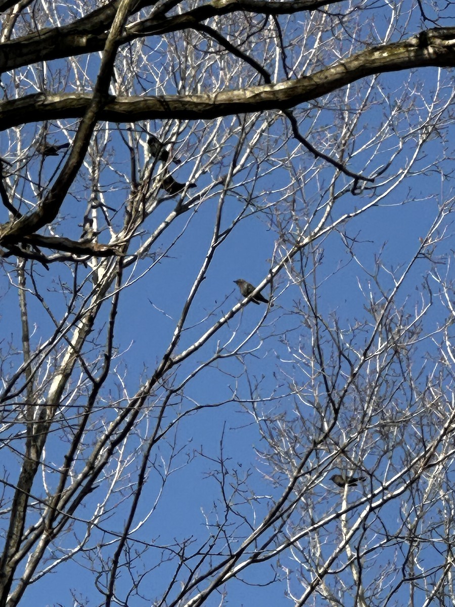 Rusty Blackbird - ML632348705