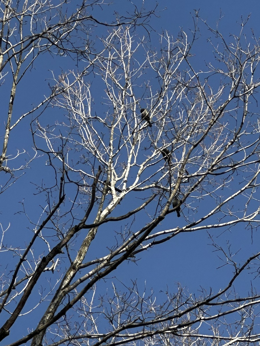 Rusty Blackbird - ML632348706