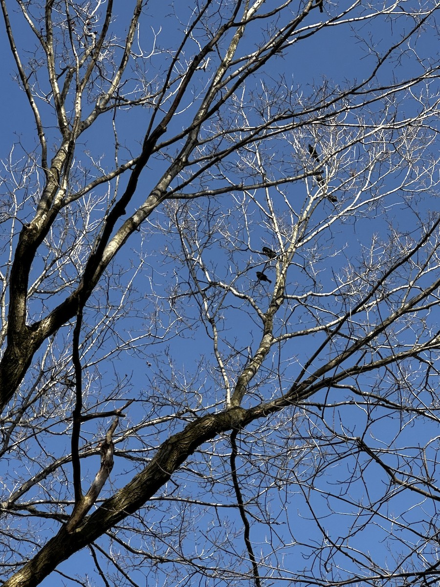 Rusty Blackbird - ML632348707