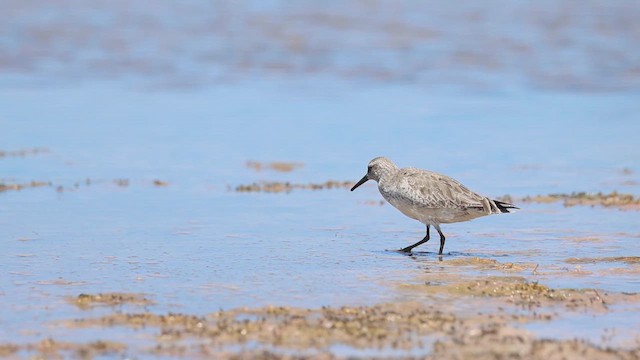 Red Knot - ML632348814