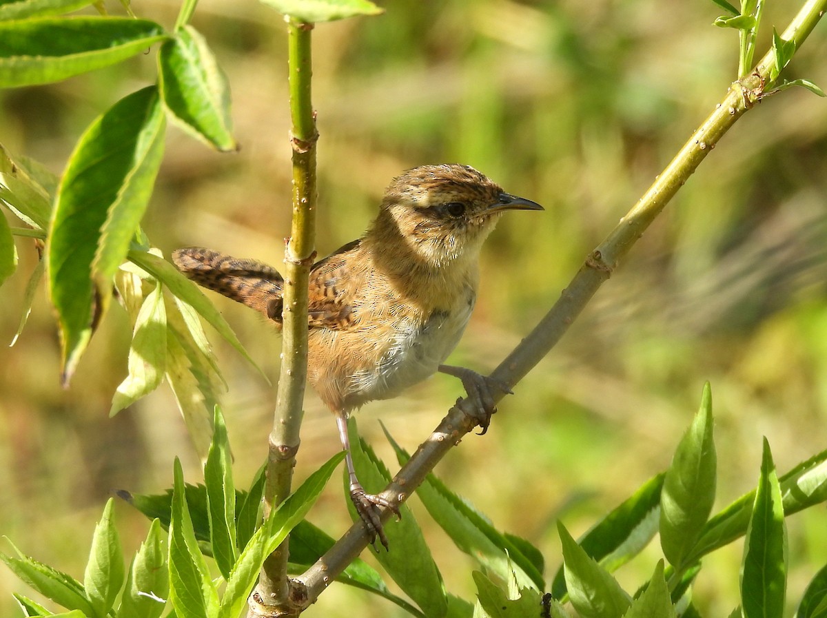 Grass Wren (Paramo) - ML632348906