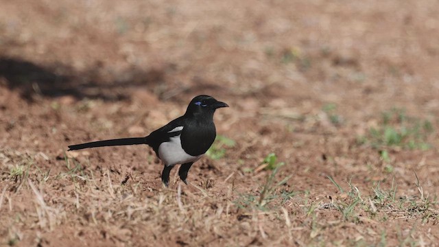 マグレブカササギ - ML632348914