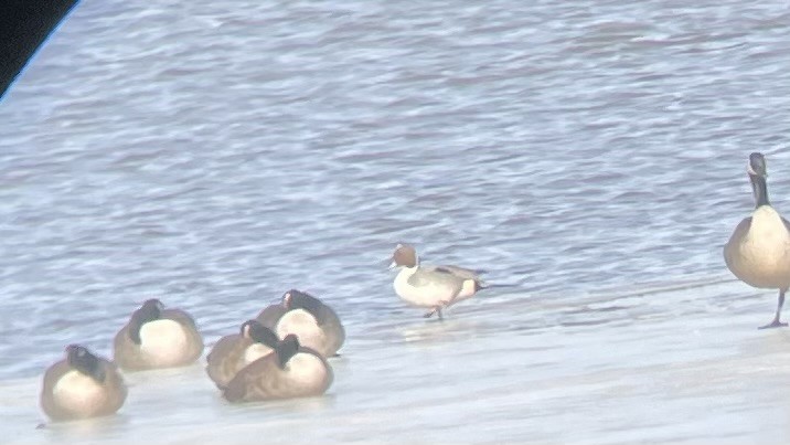 尖尾鴨 - ML632348933