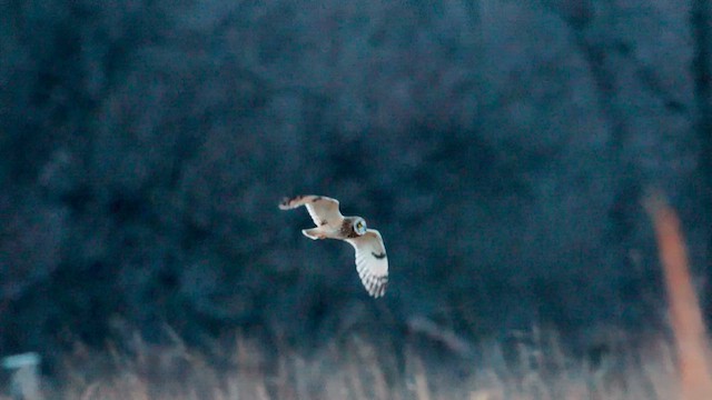 Short-eared Owl - ML632348942