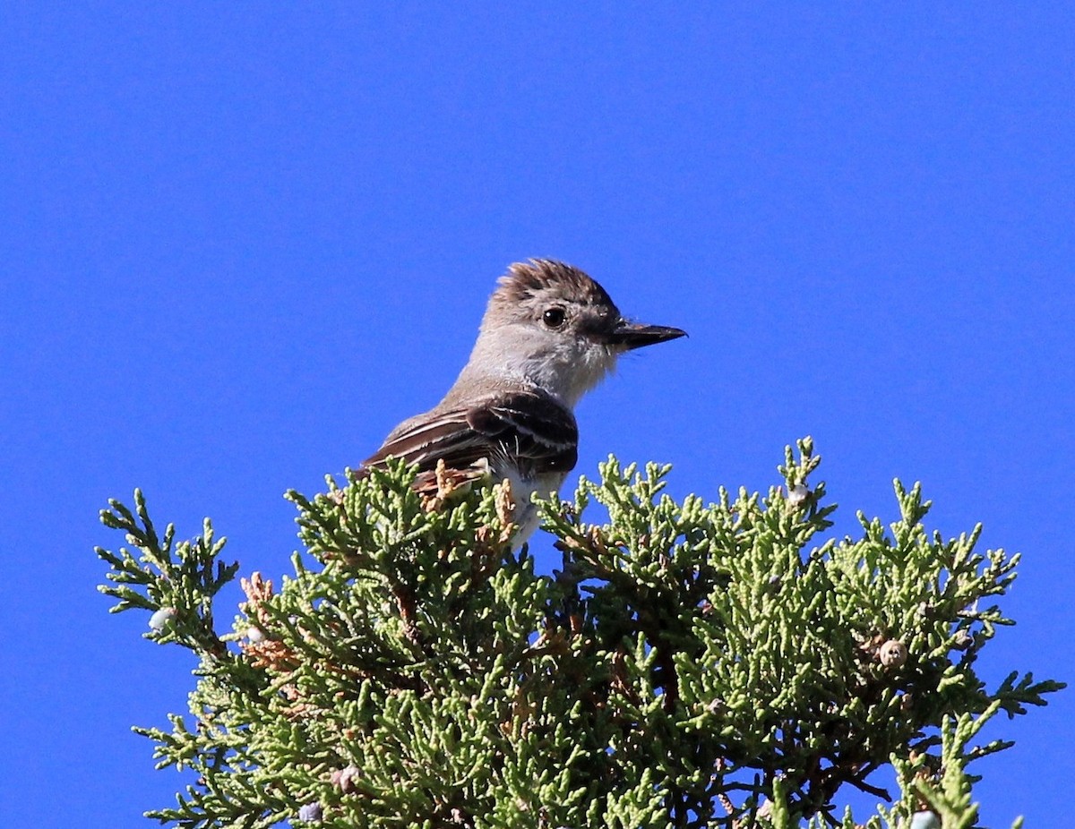 Ash-throated Flycatcher - Nels Nelson