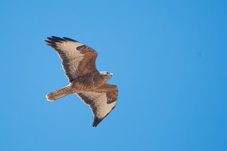 Busardo ratonero (de estepa) - eBird