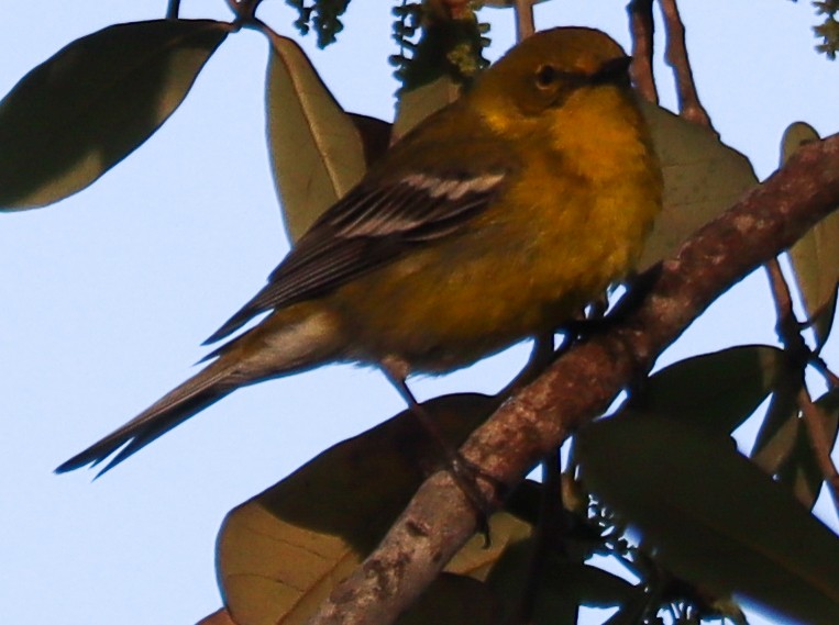 Pine Warbler - ML632349867