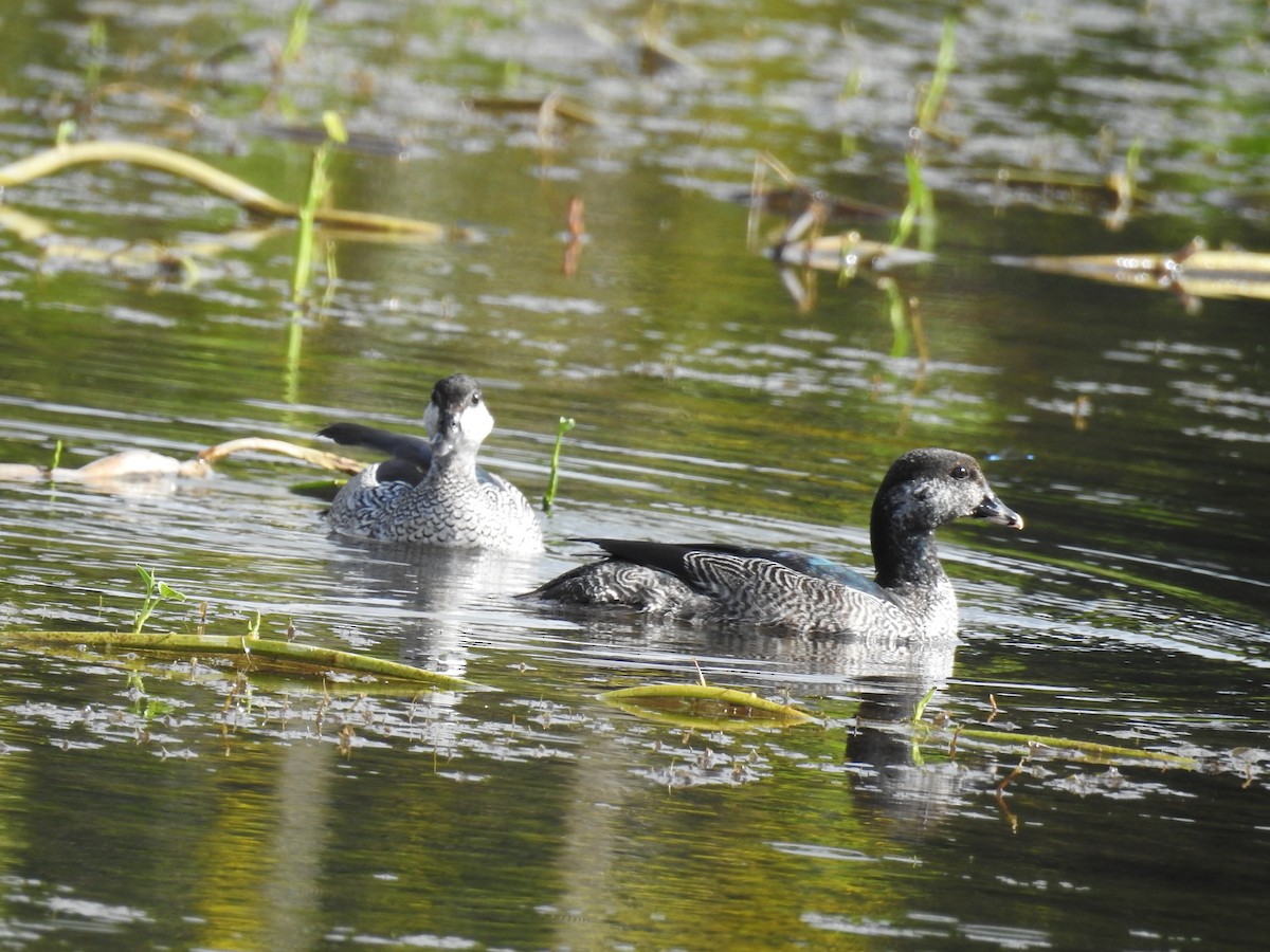 Green Pygmy-Goose - Pam Rasmussen