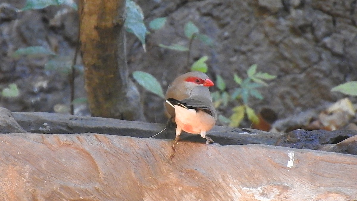 Black-rumped Waxbill - ML632350069