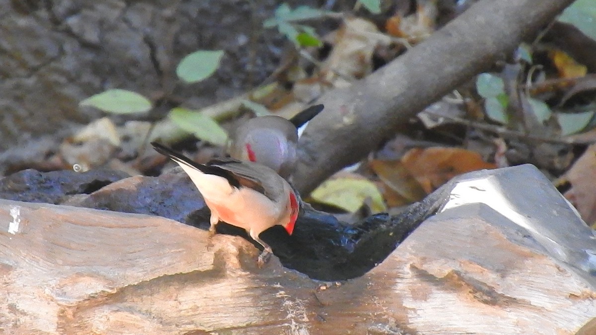Black-rumped Waxbill - ML632350070