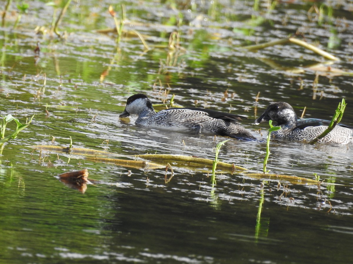 Green Pygmy-Goose - ML63235011