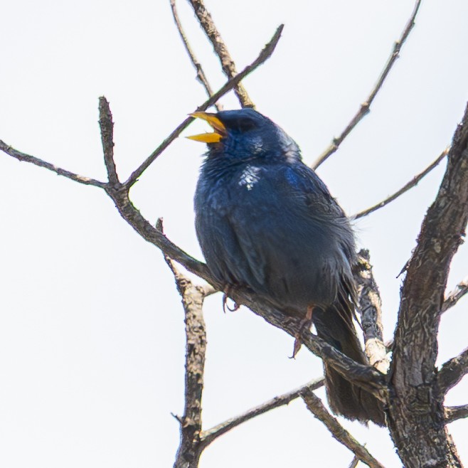 Blue Finch - ML632350291