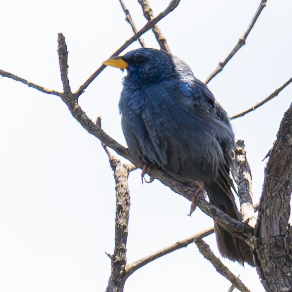 Blue Finch - ML632350292