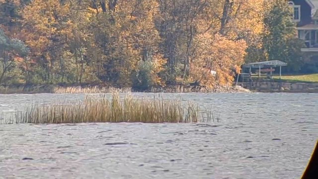 Bald Eagle - ML632350356