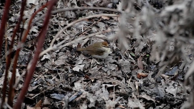 Swainson's Warbler - ML632350426