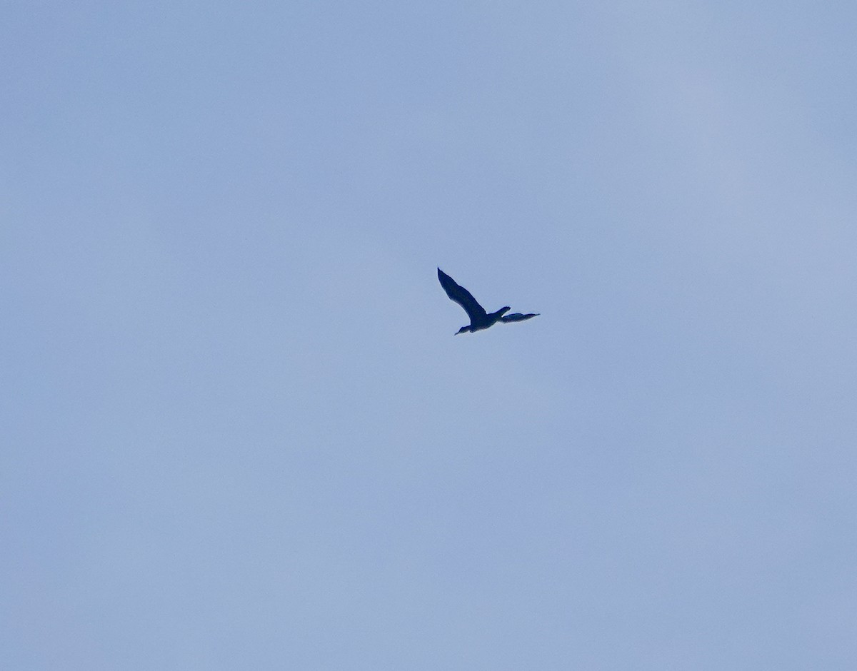 Double-crested Cormorant - ML632350570
