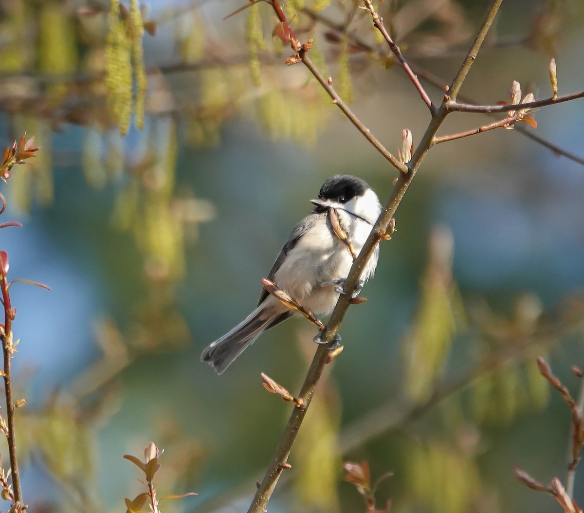 Carolina Chickadee - ML632350575
