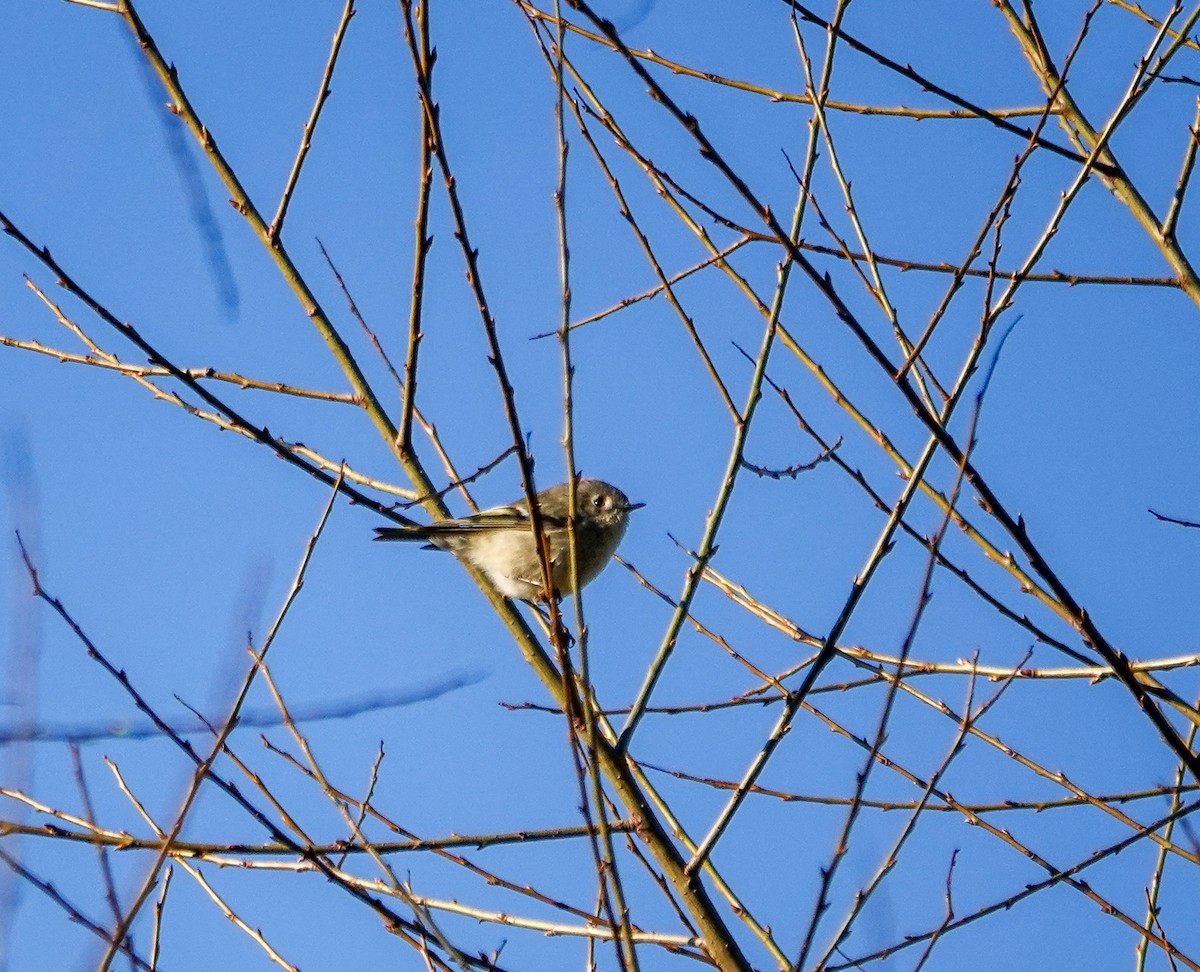 Ruby-crowned Kinglet - ML632350582