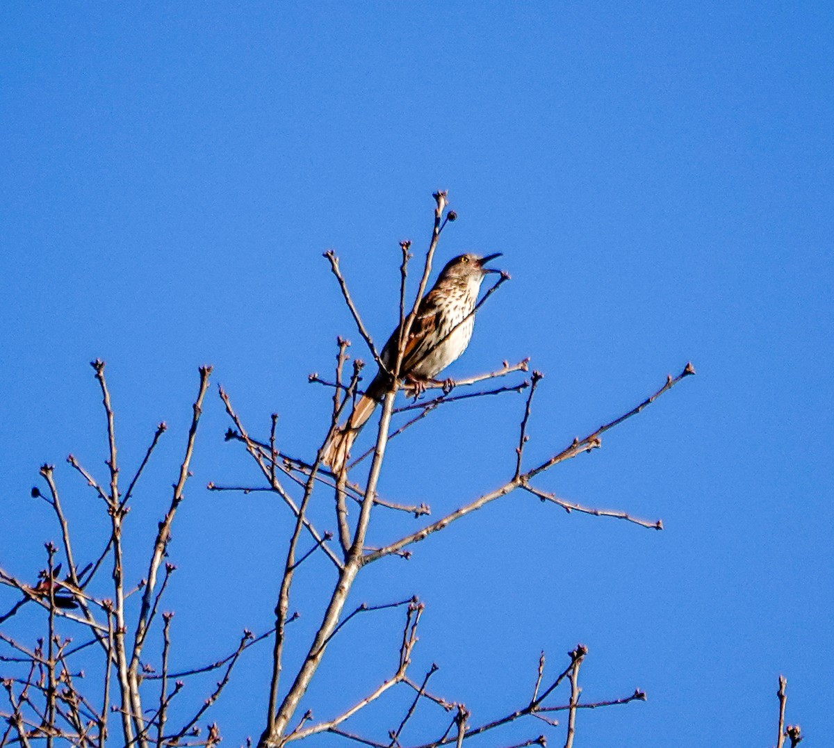 Brown Thrasher - ML632350586