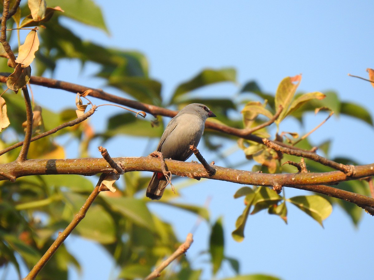 Lavender Waxbill - ML632350587