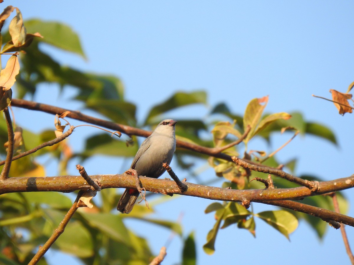 Lavender Waxbill - ML632350588