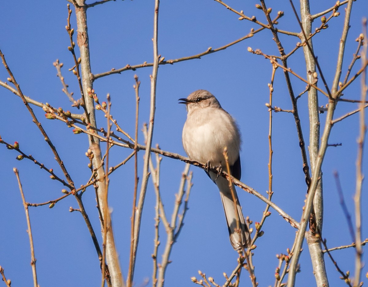 Northern Mockingbird - ML632350592