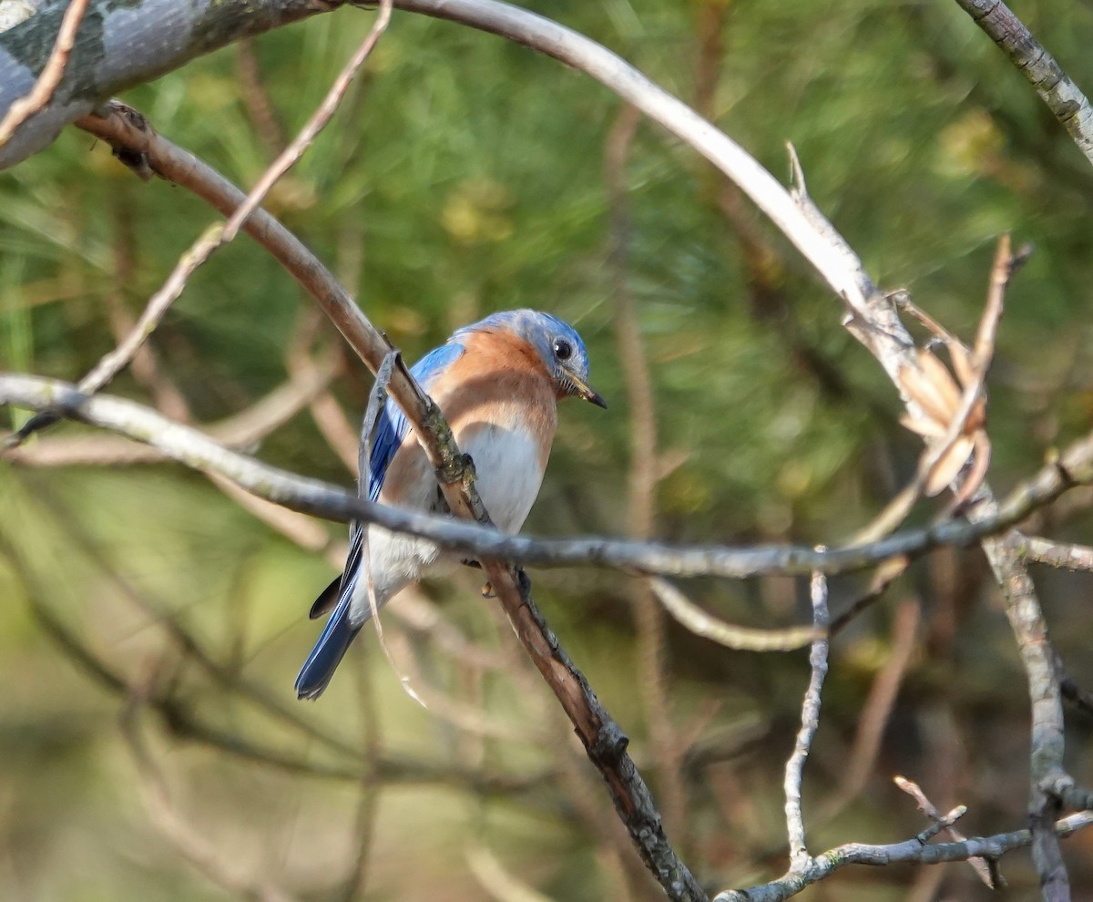 Eastern Bluebird - ML632350594