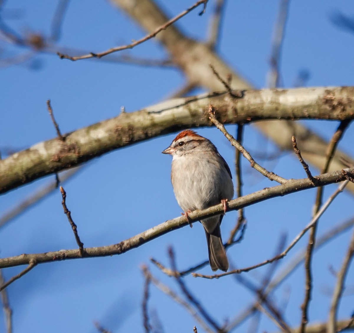 Chipping Sparrow - ML632350596