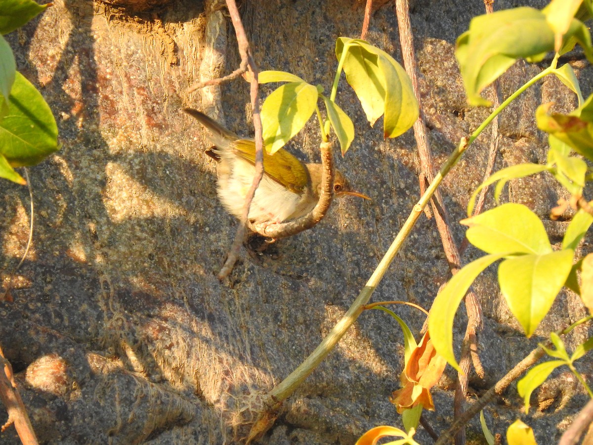Green-backed Camaroptera - ML632350597