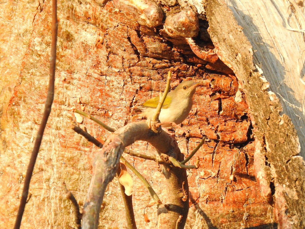 Green-backed Camaroptera - ML632350599