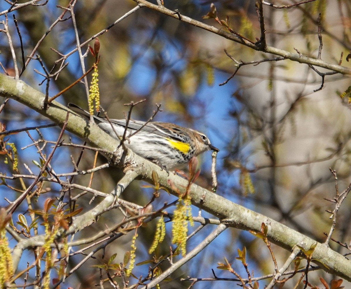 Yellow-rumped Warbler - ML632350604
